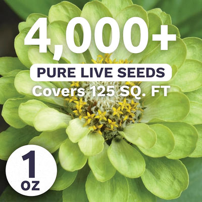 Paquete 4000 semillas Zinnia elegans 1oz