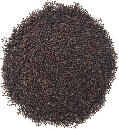 Semillas brócoli germinado Waltham 29 sin OMG bolsa 16oz