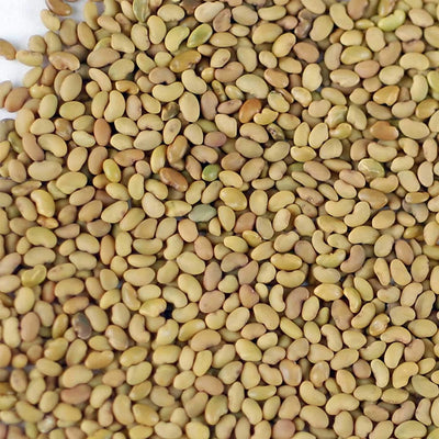 Semilla brote alfalfa orgánica alta germinación comestible