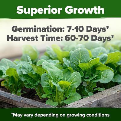 Semillas lechuga romana 7000uds paquete granel germinación alta