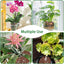 Mezcla orquídeas corteza pino perlita turba coco