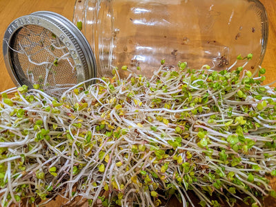 Paquete 5 semillas brócoli alfalfa rábano mungo