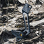 Guía cadena MTB tipo D 26T-36T protector