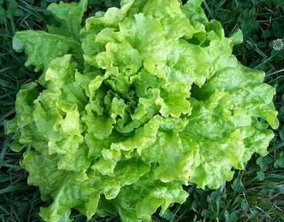 7000 Semillas Lechuga Simpson Sin OMG para Huerto