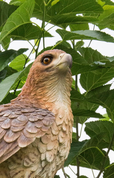 Estatua halcón salvaje pie en rama jardín