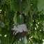 Decoración jardín cerdo con cencerro 11pulg