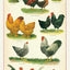 Paño de Cocina para Pollos Multicolor y Antiarañazos