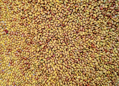 Semillas alfalfa brotes microvegetales 10 pzas 32oz 8pulg