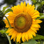 Semillas girasol mamut rayas grises sin OMG bolsa grande