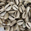 Caracoles Abiertos Conchas Cowrie 21 Pzas