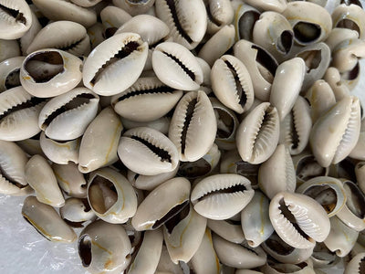 Caracoles Abiertos Conchas Cowrie 21 Pzas
