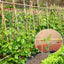 Estacas bambú 20 pzas 4.8ft para tomate vegetales