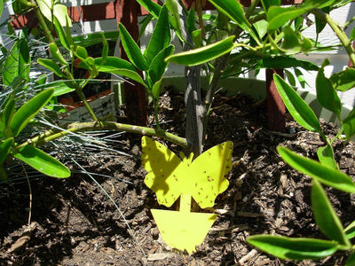 Trampa insectos adhesiva para mariposas