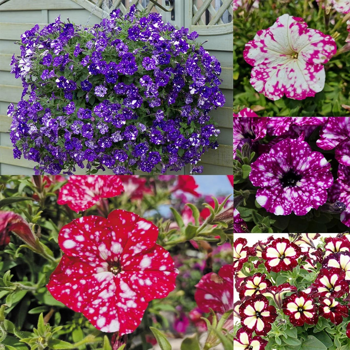 Semillas mixtas petunia onda enana para jardín