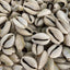 Caracoles Abiertos Conchas Cowrie 21 Pzas