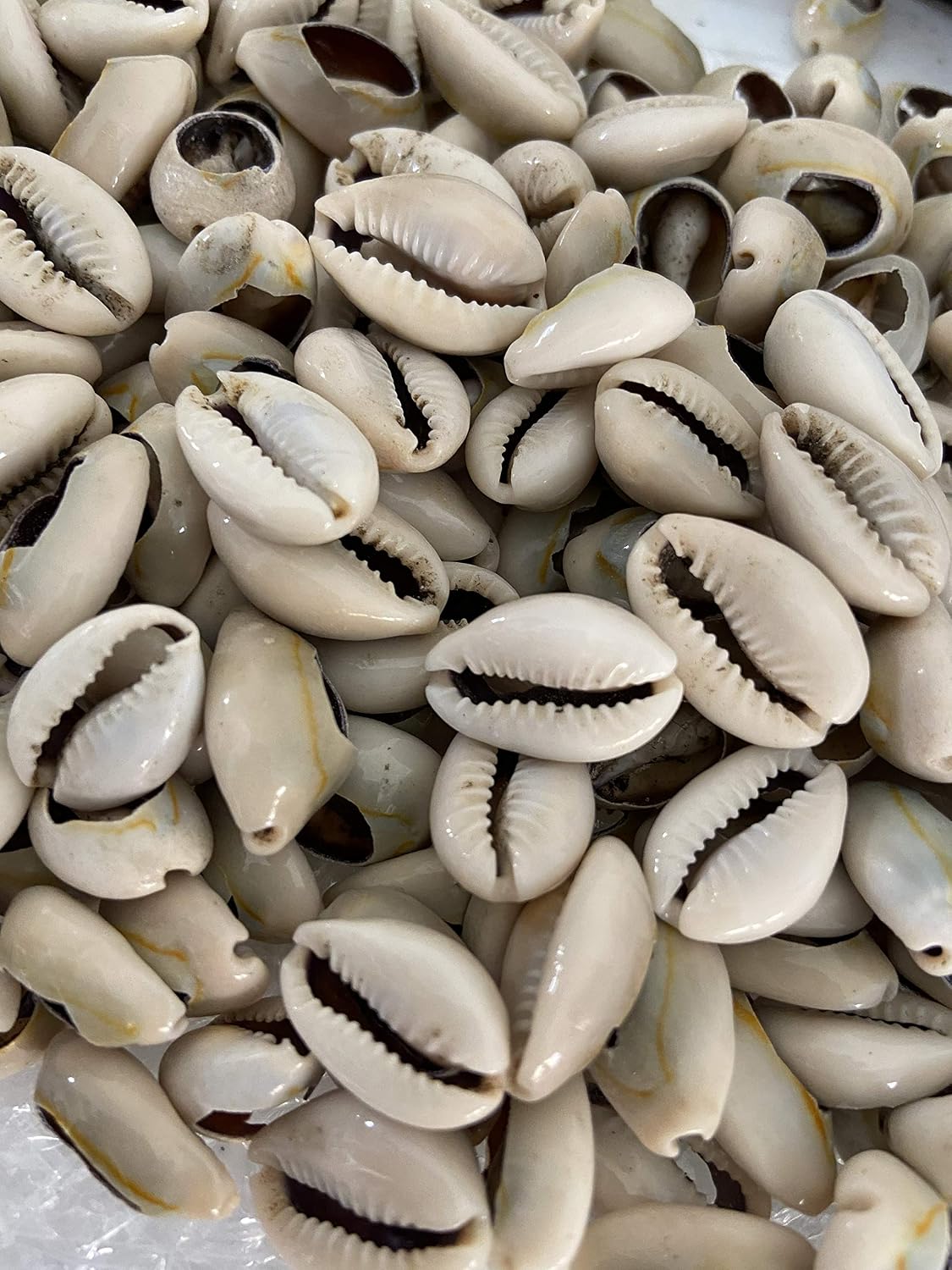 Caracoles Abiertos Conchas Cowrie 21 Pzas