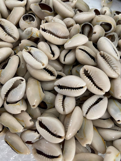 Caracoles Abiertos Conchas Cowrie 21 Pzas