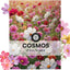 Sobre grande 0.18oz 600 semillas cosmos bipinnatus