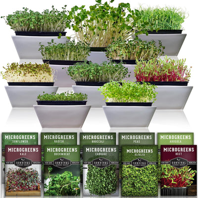 Paquete 10 tipos semillas microgreen germinación interior