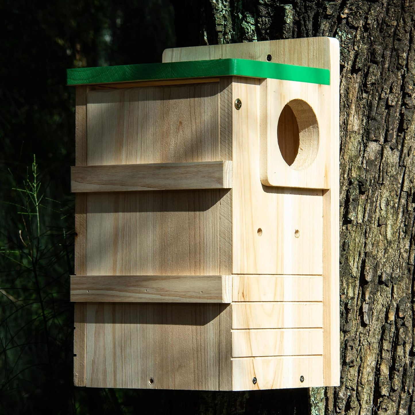 Casas de ardilla de madera para caja anidación exterior