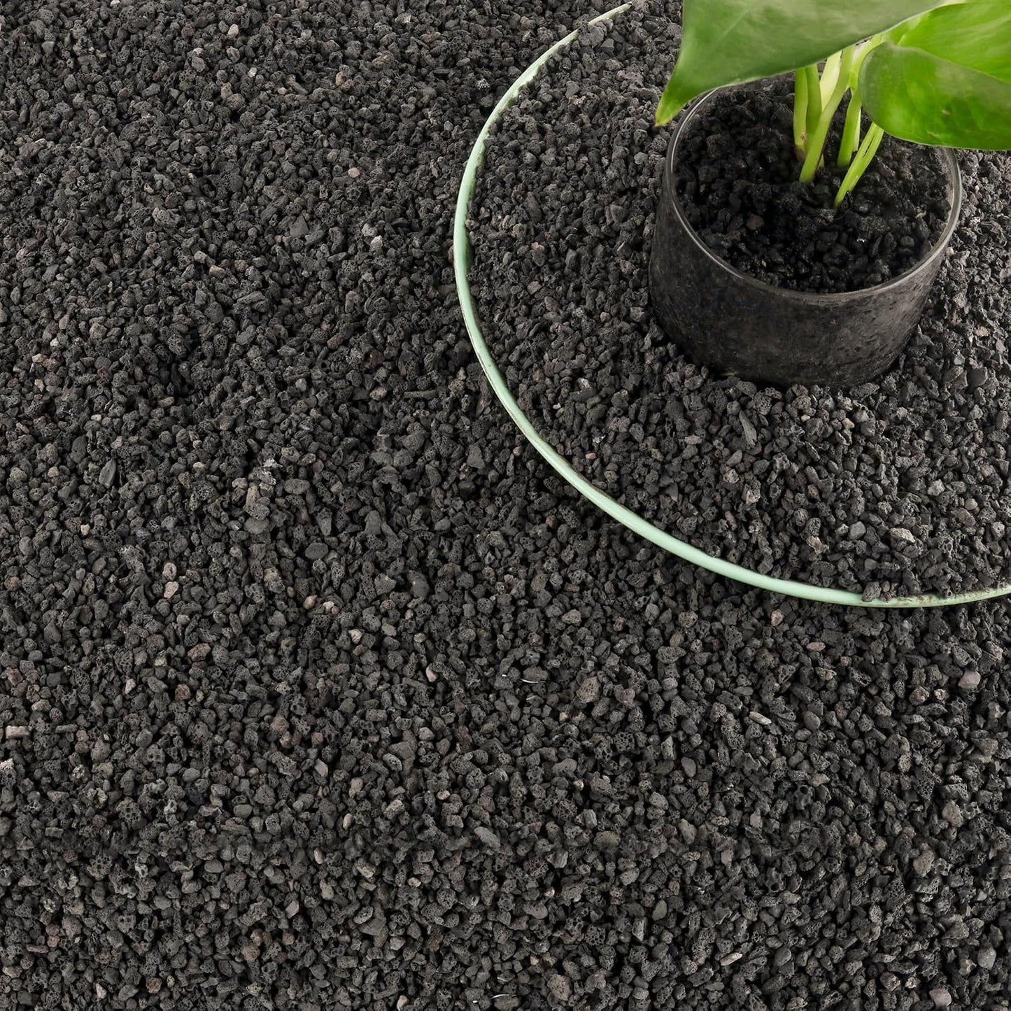 Rocas lava negra 18lb para suculentas bonsái drenaje