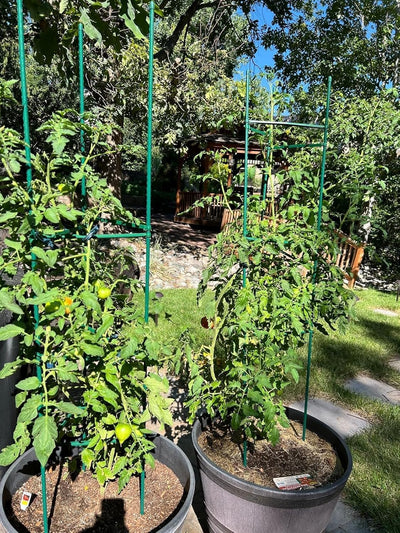 Jaula tomate 6ft para cama elevada soporte plantas trepadoras