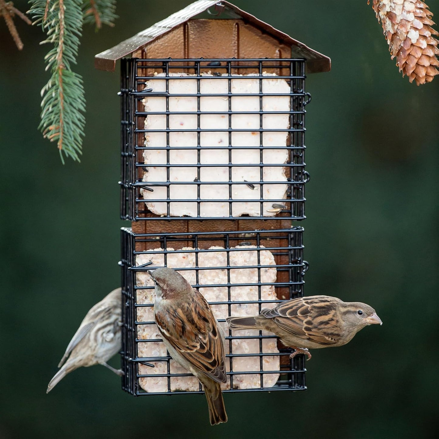 4 Comederos Aves Techo Metal Capacidad 4 Pasteles Sebo