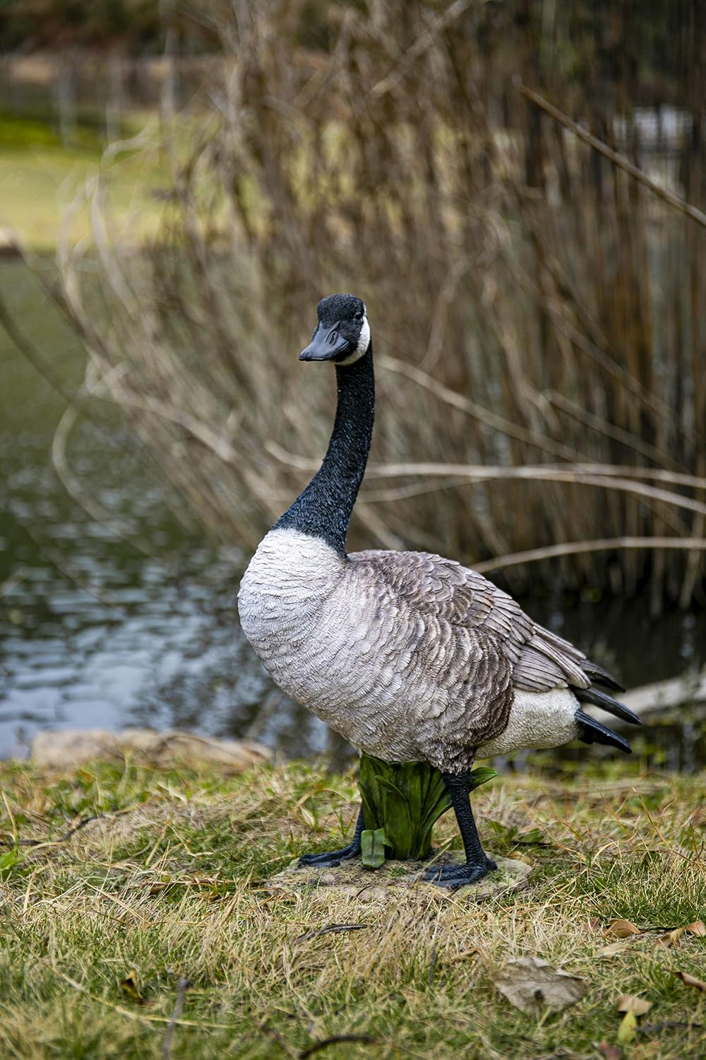 Estatua ganso Canadá gris/natural de regalo