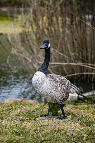Estatua ganso Canadá gris/natural de regalo