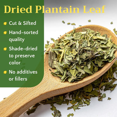 Hoja plátano seco para té plantago llanten 4oz