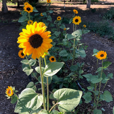 Semillas girasol Soraya orgánicas para flor cortada 30 pzas