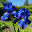 75 Semillas Iris Colores Mixtos para Jardín