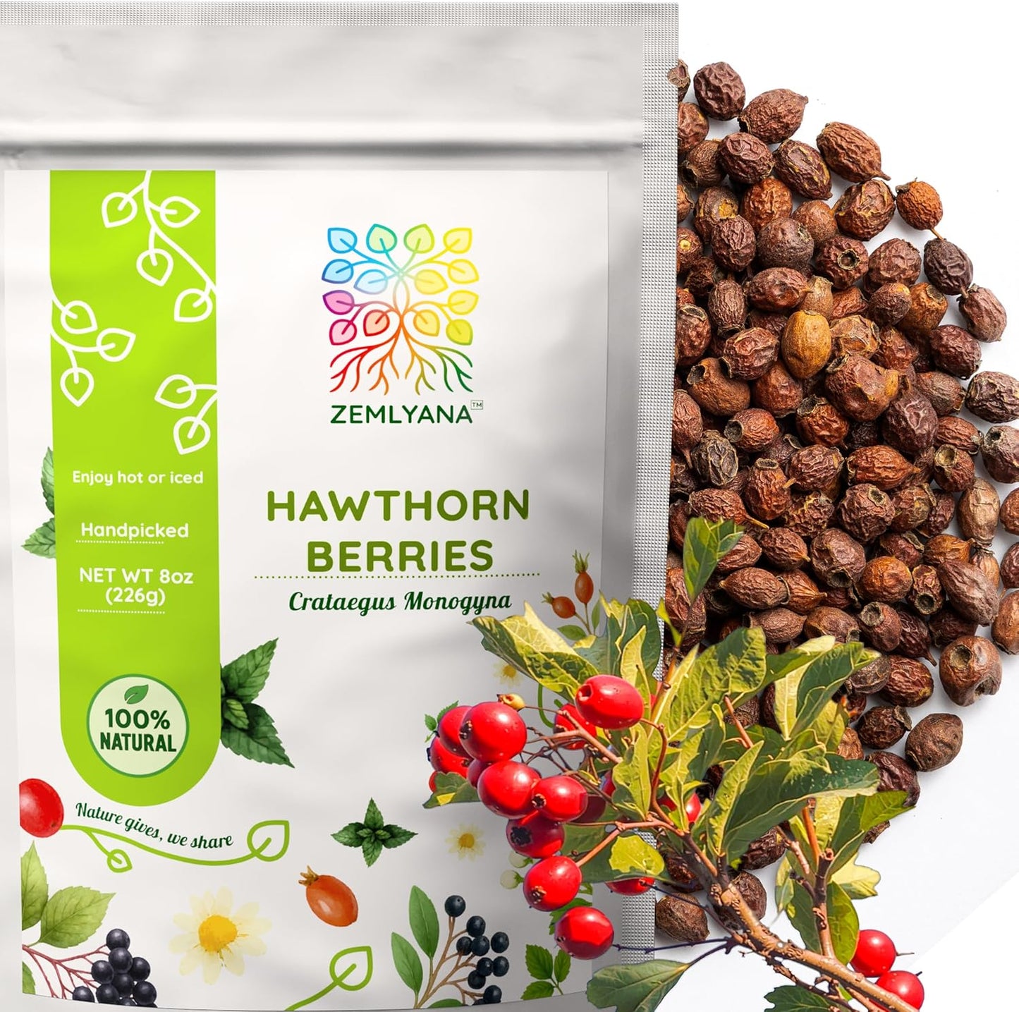 Té de bayas de espino crataegus monogyna 8oz