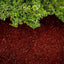 Tinte mantillo rojo 6400 pies2 para jardín 1/2 galón
