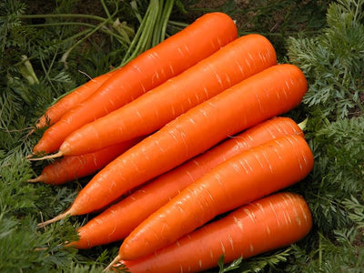 Semillas Zanahoria Gigante Rojo Heirloom