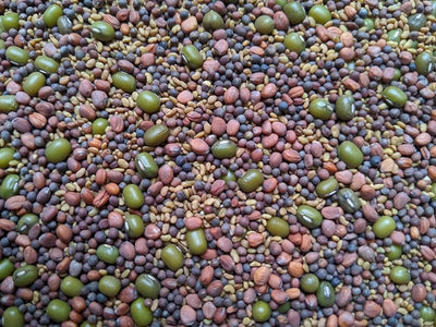 Mezcla brotes ensalada 1lb brócoli alfalfa rábano mungo