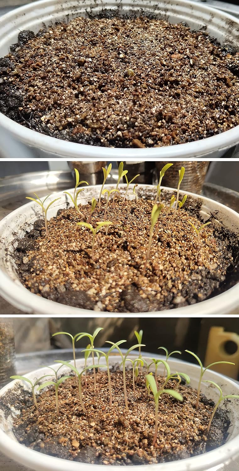 Gránulos vermiculita 5qt para plantas jardinería