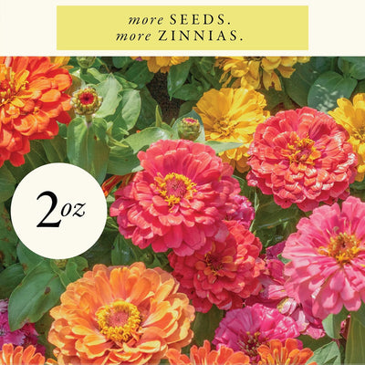 Semillas Zinnia Gigante 2oz
