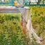 Camino mesa beige 10ft gasa tela queso decoración boda