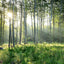 Mural papel tapiz naturaleza bosque sala de estar