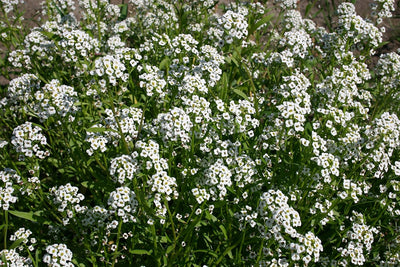 Semillas flores dulces altas Lobularia maritima 1lb